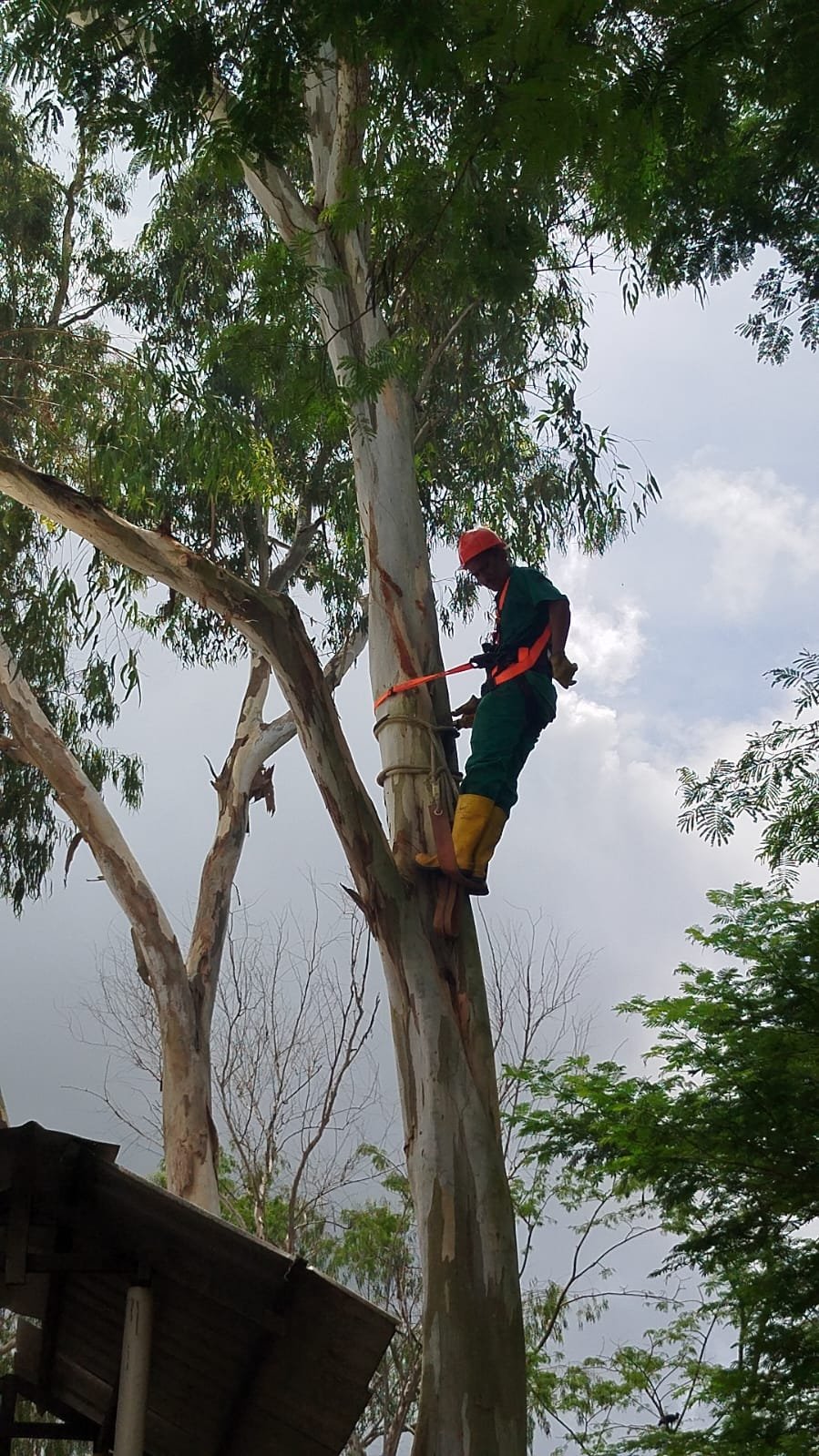 Personal de Seiman realiza poda de árboles en altura